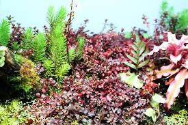 Image result for Ludwigia