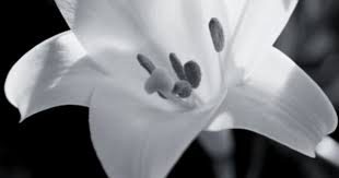 Black And White Lily Wallpaper White Flower Wallpaper Black And White Flowers White Lilies