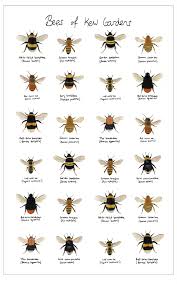 Bees Of Kew Tea Towel Types Of Bees Uk Types Of Bees Different Types Of Bees
