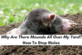 Try planting daffodils, marigolds, citronella, or lavender flowers wherever you've seen moles to create a natural barrier. What To Do About Moles In Your Yard Critter Control Of The Triangle