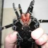 Die brasilianische riesenvogelspinne (lasiodora parahybana) wird innerhalb der ordnung der webspinnen (araneae) zur familie der vogelspinnen (theraphosidae) eingeordnet. Https Encrypted Tbn0 Gstatic Com Images Q Tbn And9gcq0zrze Kevvqn4ho5jnj8f6 Buspgk1ssknxnsnlwxxnf2st4g Usqp Cau