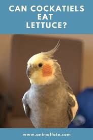 We did not find results for: Can Cockatiels Eat Lettuce Alternative Veggies To Offer Animalfate