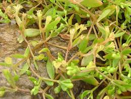 Image result for Montia