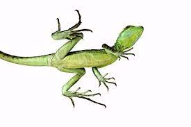When moving quickly, the lizard can cross a surface of water before sinking. Green Basilisk Lizard Basiliscus Plumifrons View From Below Showing Long Toes Fringed With Scales Enable It To Tread Water S Basilisk Lizard Lizard Basilisk