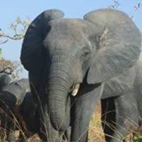 Image result for Xysmalobium heudelotianum