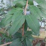 Image result for Lepisanthes senegalensis