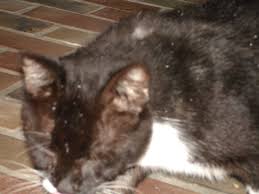 Ringworm is highly contagious and can spread through contact with other areas of the body and. Ringworm On Cat Kittens Eating Throw Food Cats City Data Forum