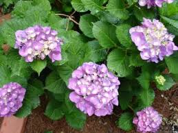 Jun 24, 2021 · hydrangea macrophylla, as a class, does exhibit some susceptibility to plant diseases such as bacterial wilt, blight, leaf spot, and powdery mildew (although bloomstruck hydrangea tends to have better resistance to powdery mildew than the overall species does). When Is The Best Time To Plant Hydrangeas Hgtv