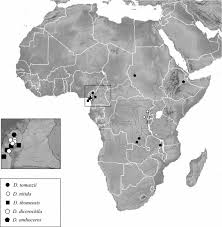 Image result for Disperis reichenbachiana