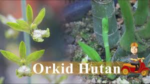 We did not find results for: Penanaman Orkid Tanah Youtube