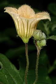 Image result for Coccinia adoensis