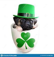 Pug Puppy Dog Inside A Mug Wearing A Leprechaun Hat Isolated On White Background Sponsored Dog Mug Wearing Pug Puppy Dogs And Puppies Leprechaun Hats