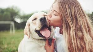 El perro ha sido un fiel acompañante del ser humano a lo largo de la historia. Dia Mundial Del Perro Protegelo Del Calor Con Estos Productos