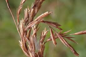 Image result for Bewsia