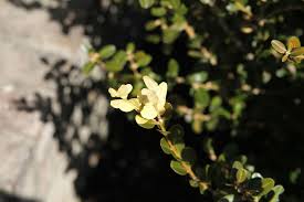Consequently, is miracle gro good for boxwoods? White Tips On My Boxwood Normal Or Disease Ridden Hometalk