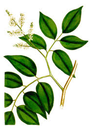 Image result for Copaifera