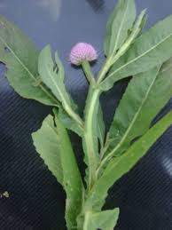 Image result for Sphaeranthus peduncularis