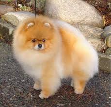 Hundar Sok Pa Google Cute Animals Animals Pomeranian
