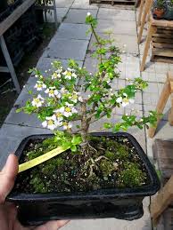 Indoor bonsai tree flowerpot, tree, grass, bald cypress png. Facebook