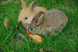 These flowers are so yummy to rabbits, that many homeowners struggle to find ways. Can Rabbits Eat A Hummus Plant I Am Not Referring To The Seeds Just The Grown Green Plant Itself Quora