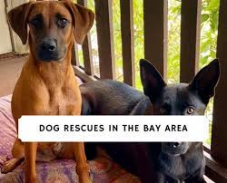 Maybe you would like to learn more about one of these? Dog Rescues In The Bay Area Top 7 Picks 2021 We Love Doodles