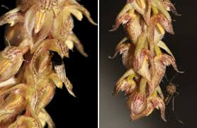 Image result for Bulbophyllum oreonastes