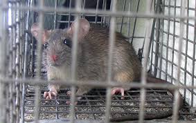 Pest control companies in schaumburg. Rat Trapping Removal Experts Get Rid Of Rats Hh Wildlife