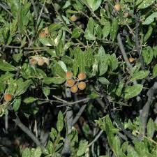 Image result for Bonamia mossambicensis