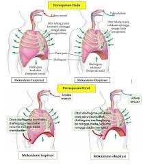 Pernafasan dada adalah pernapasan yang melibatkan otot antar tulang rusuk. Jelaskan Mekanisme Pernapasan Dada Dan Perut Brainly Co Id