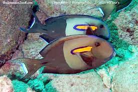Meet Na Ena E The Orange Band Surgeonfish The Garden Island