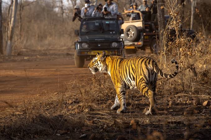 Indravati Tiger Reserve in Chhattisgarh will reopen after four decades