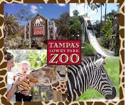 Tampa S Lowry Park Zoo Was Voted 1 Zoo In The Usa Over 2 000 Animals In Natural Habitats Including The Florida Mana Florida Honeymoon Tampa Attractions Tampa