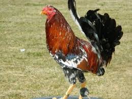 Morgan Whitehackle Gamefowl Hatching Eggs Hatching Eggs Beautiful Chickens Kelso Gamefowl