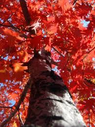 We did not find results for: Red Oak Pokok Terang