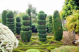 Prüfen sie also beim kauf einer zypresse für den garten, ob sie tatsächlich den lateinischen titel. Zypressen Schneiden Tipps Zum Richtigen Zeitpunkt Schnitt