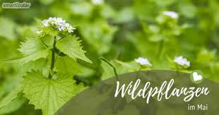 Wildpflanzen Erntekalender Krauter Baume Obst Mehr Pflanzen Essbare Pflanzen Krauter Anpflanzen