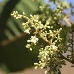 Image result for Maesa lanceolata