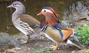 We did not find results for: Colorful Mandarin Ducks The New Favorites Of Vietnam Pet Lovers Vnexpress International