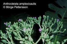 Image result for Anthocleista