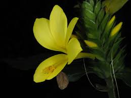 Image result for Barleria oxyphylla