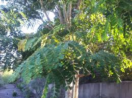Image result for Albizia procera