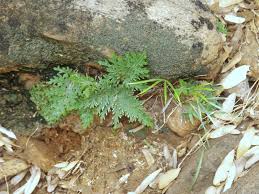 Image result for Actiniopteris semiflabellata