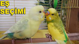 muhabbet kusu es secimi yeni es alirken nelere dikkat edilmeli youtube