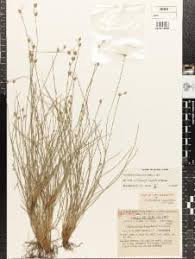 Image result for Bulbostylis schoenoides