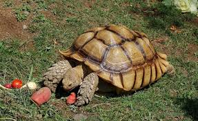 16 Fun Facts About Tortoises Mental Floss