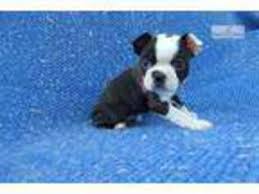 This gal is so cute and just loves everyone she meets! Puppyfinder Com Boston Terrier Puppies Puppies For Sale Near Me In Los Angeles California Usa Page 1 Displays 10