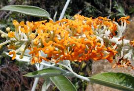 Image result for Wahlenbergia madagascariensis