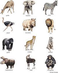 The masai people refer to them as a. African Safari Animals List Tourism Company And Tourism Information Center