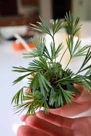 Image result for Actiniopteris semiflabellata