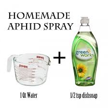 Bottled or distilled water performs better than tap water, which often contains minerals that can make insecticidal soap less effective. Homemade Aphid Spray Recipe Aphid Spray Homemade Aphid Spray Aphids